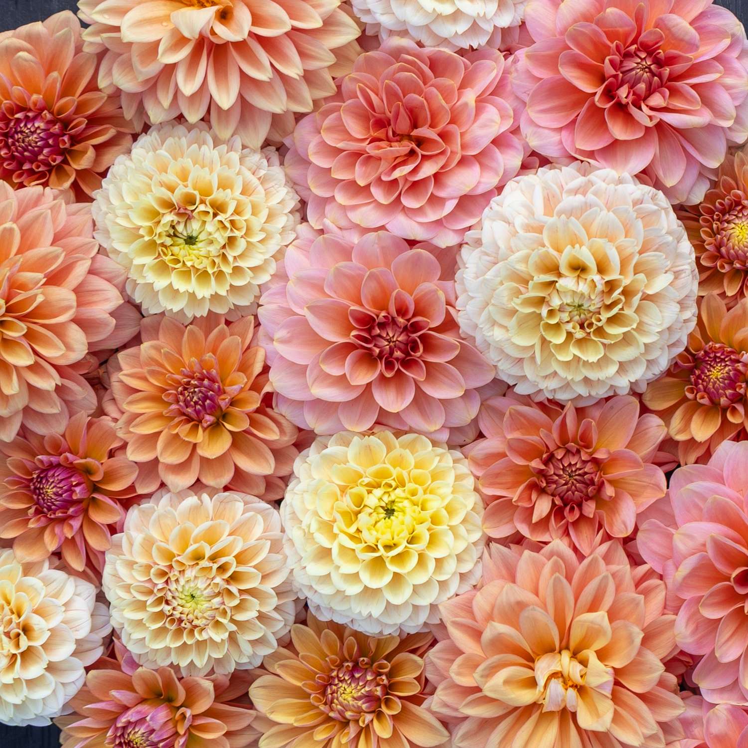 Mélange de dahlias 'Mango Crush'